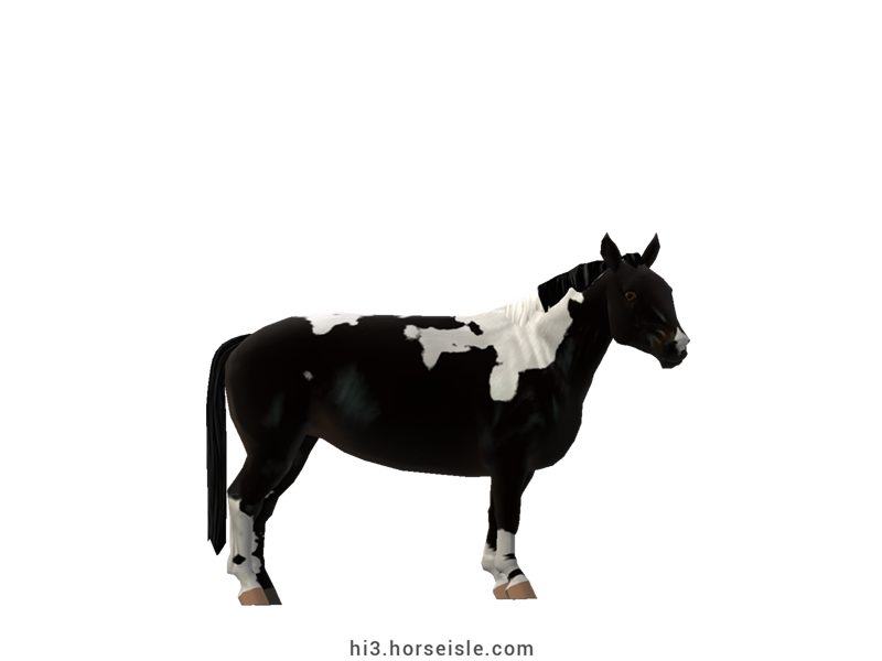 Cow-pony Holstein Ebony Black Tobiano Coat
